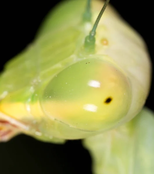 Portrét kudlanku. Super makro — Stock fotografie