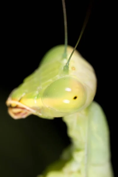 Retrato de una mantis religiosa. super macro — Foto de Stock