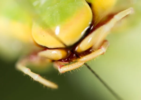 La bouche de la mante. super macro — Photo