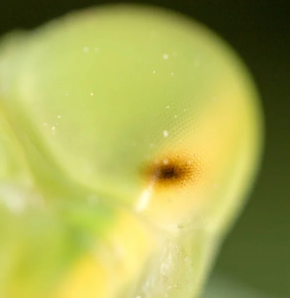 Gottesanbeterin Augen. Supermakro — Stockfoto