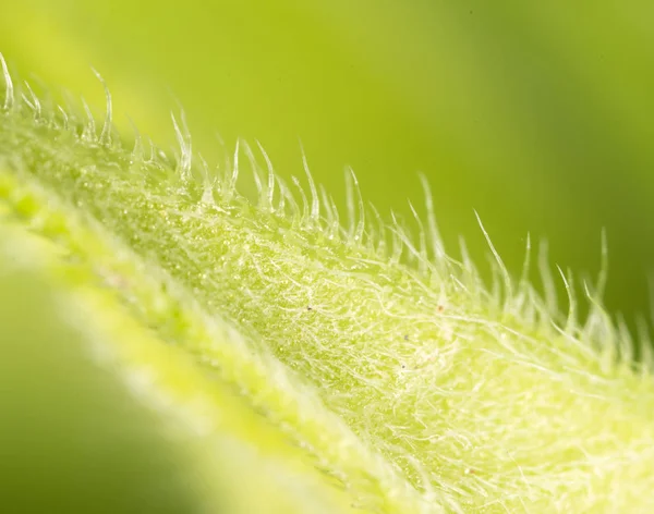 Vihreä kasvi. supermakrotalous — kuvapankkivalokuva