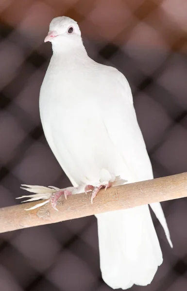 Ritratto di una colomba bianca sulla natura — Foto Stock