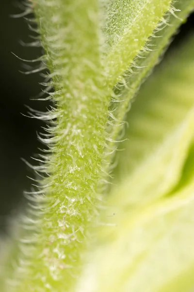 Yeşil bitki. Super makro — Stok fotoğraf