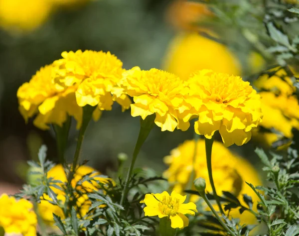 Schöne gelbe Blumen in der Natur — Stockfoto