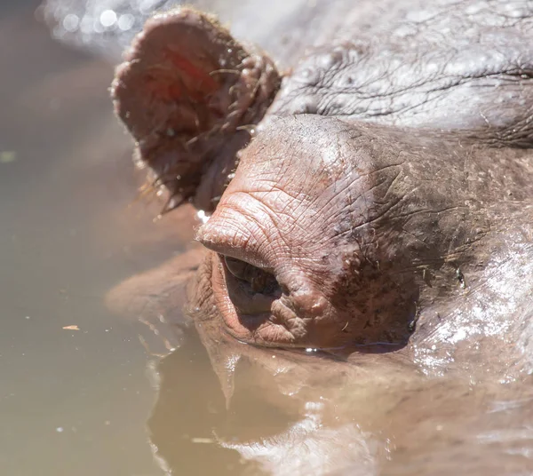 Retrato de un hipopótamo en agua — Foto de Stock