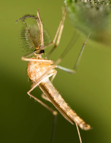 Mosquito in nature. super macro — Stock Photo, Image