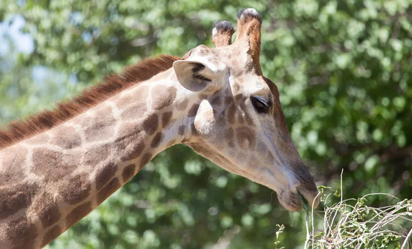Retrato de la jirafa en la naturaleza — Foto de Stock