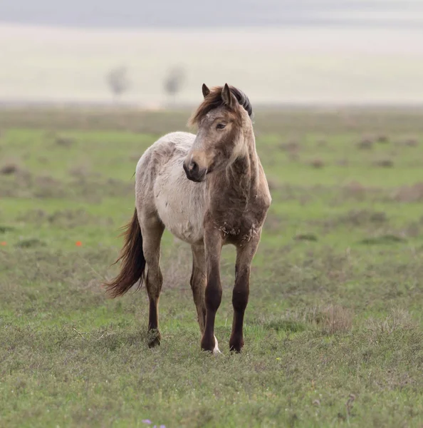 自然界の牧草地にいる馬は — ストック写真