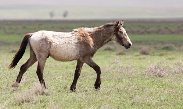 Un cavallo in un pascolo nella natura — Foto Stock