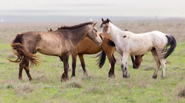 Un cheval dans un pâturage dans la nature — Photo