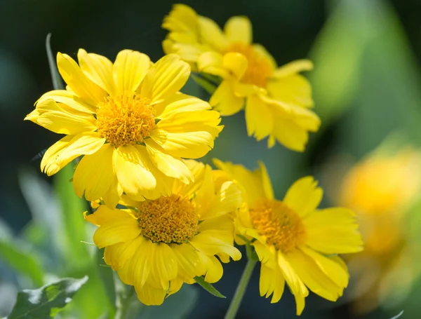 Krásná žlutá květina v přírodě — Stock fotografie