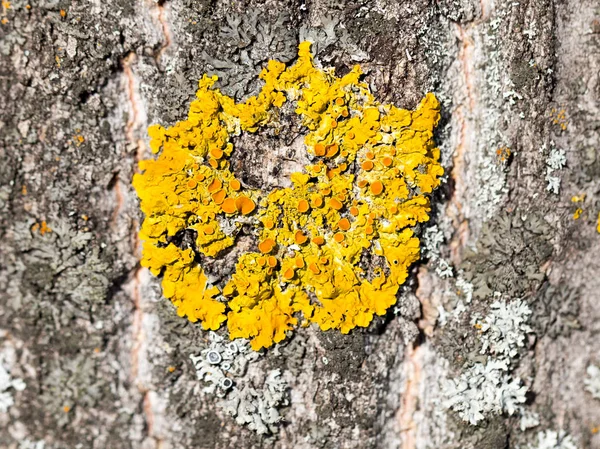 Muschio giallo sull'albero — Foto Stock