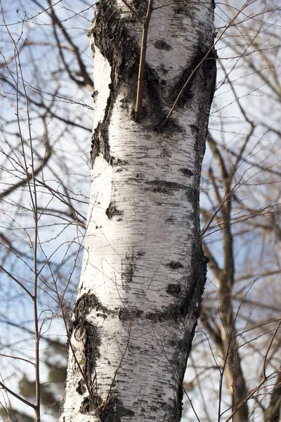 Birch mavi gökyüzü gövde — Stok fotoğraf