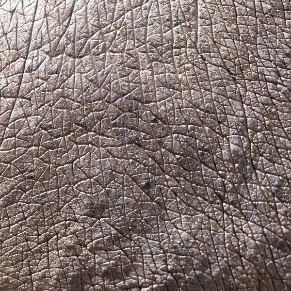 Pele do hipopótamo como fundo — Fotografia de Stock