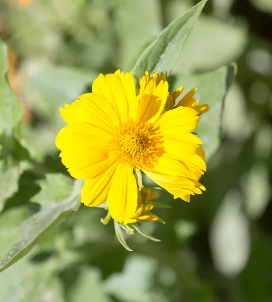 Bela flor amarela na natureza — Fotografia de Stock