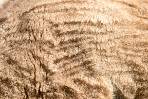Fundo peles de cavalo — Fotografia de Stock