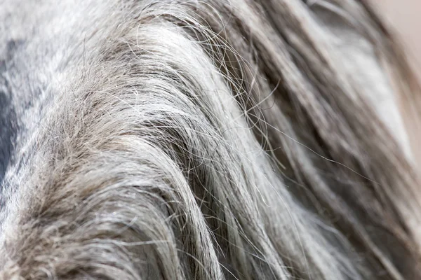 Fundo da crina cavalos — Fotografia de Stock