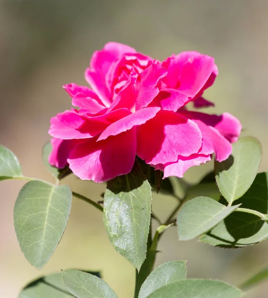 Rose op aard — Stockfoto