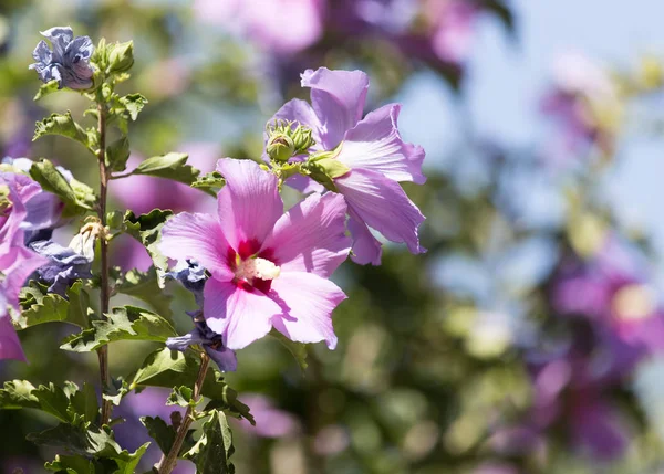 Belle fleur violette dans la nature — Photo