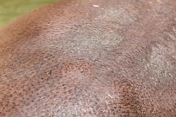 Nijlpaard huid als achtergrond — Stockfoto