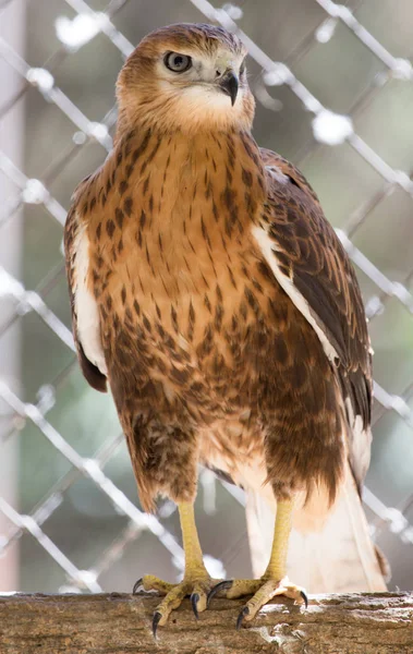 Portrait of a hawk in the zoo — 图库照片