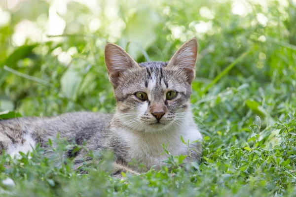 Kat in het gras op de natuur — Stockfoto