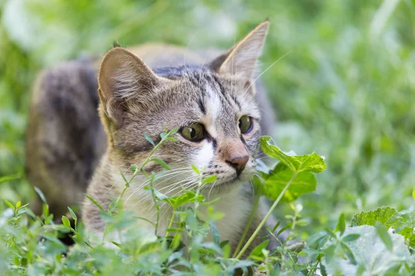 Kat in het gras op de natuur — Stockfoto