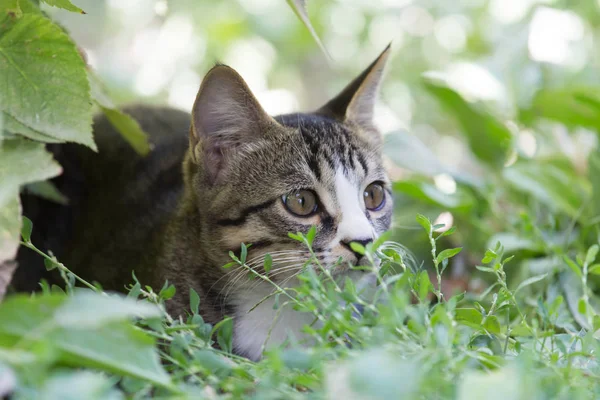 猫在自然界的草丛中 — 图库照片