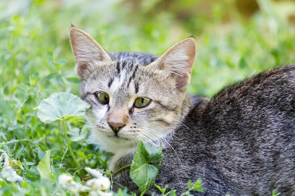 Kat in het gras op de natuur — Stockfoto