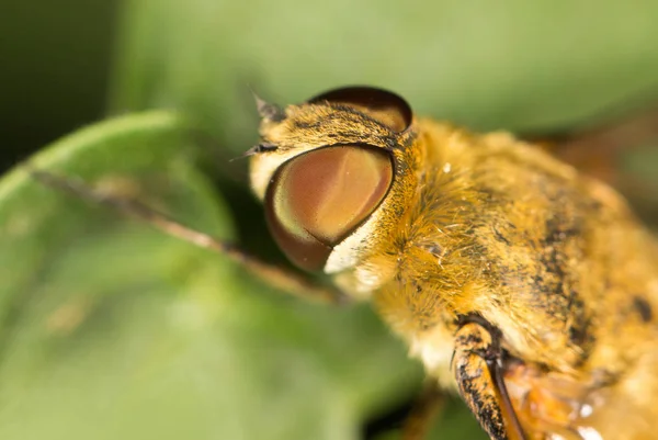 Fly in nature. close — Stock Photo, Image