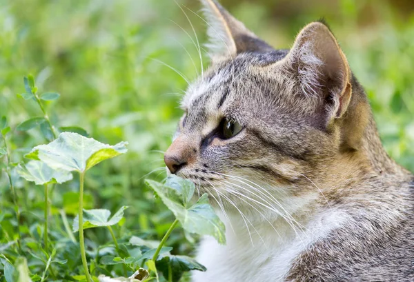 Kat in het gras op de natuur — Stockfoto