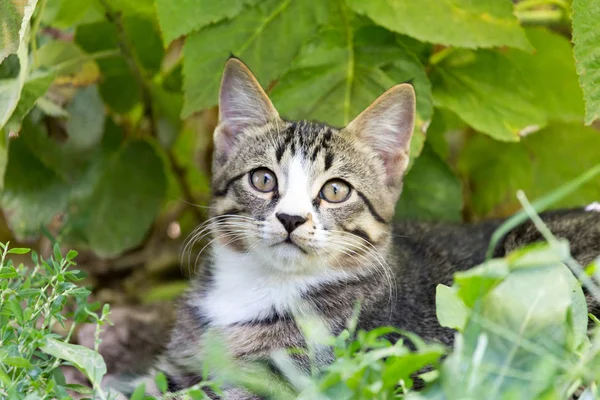 Chat dans l'herbe sur la nature — Photo