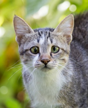 Çimlerdeki kedi doğada
