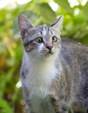 Çimlerdeki kedi doğada