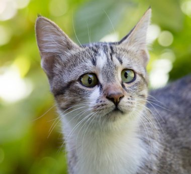 Çimlerdeki kedi doğada