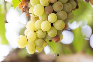 doğada Yeşil üzüm