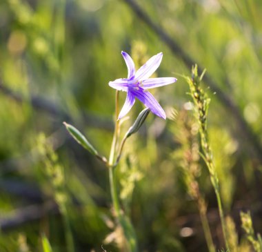 bahar çölde mavi çiçek