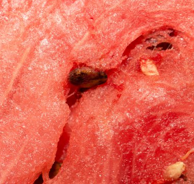 karpuz arka plan olarak. Kapat