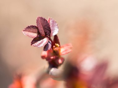 İlkbaharda ağaç dalında kırmızı yapraklar
