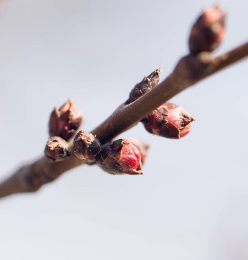 çiçek bud bir ağaç üzerinde