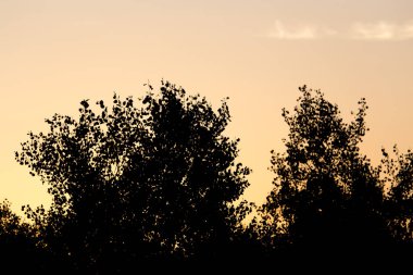 bir arka plan üzerinde ağaç dalı şafak