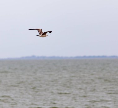 Göl üzerinde uçan martı