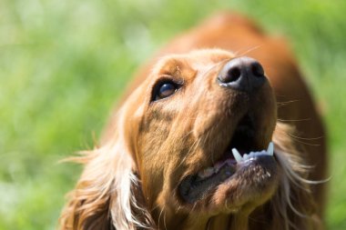 kırmızı köpek niteliğine