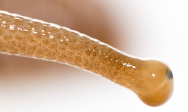 göz salyangoz. Super makro