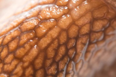 Arka plan olarak deri salyangoz. Super makro