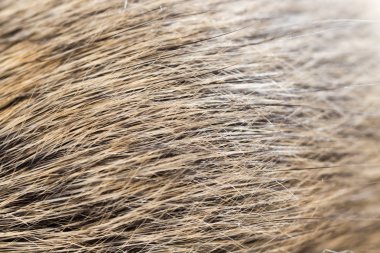 arka plan olarak fare kürk