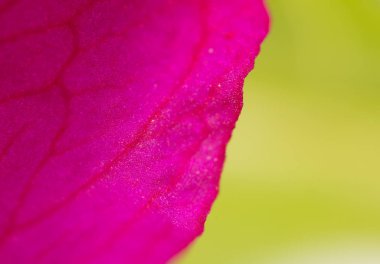 arka plan olarak kırmızı çiçek. Kapat