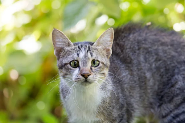 Kat in het gras op de natuur — Stockfoto