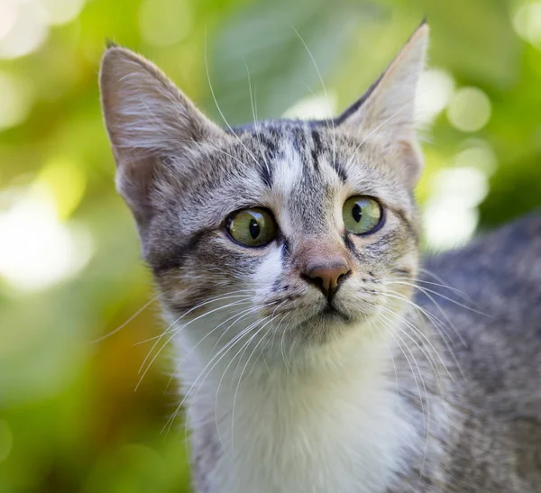 Gato en la hierba en la naturaleza — Foto de Stock