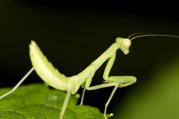 Groene mantis in de natuur. sluiten — Stockfoto